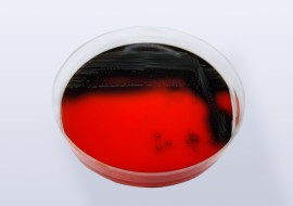 Agar Palcam - 90x15 Mm - 20 Ml - 10 Placas - Laborclin